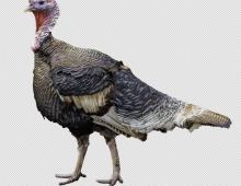 a turkey